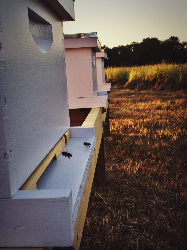 Bees coming home after a long day's work.
