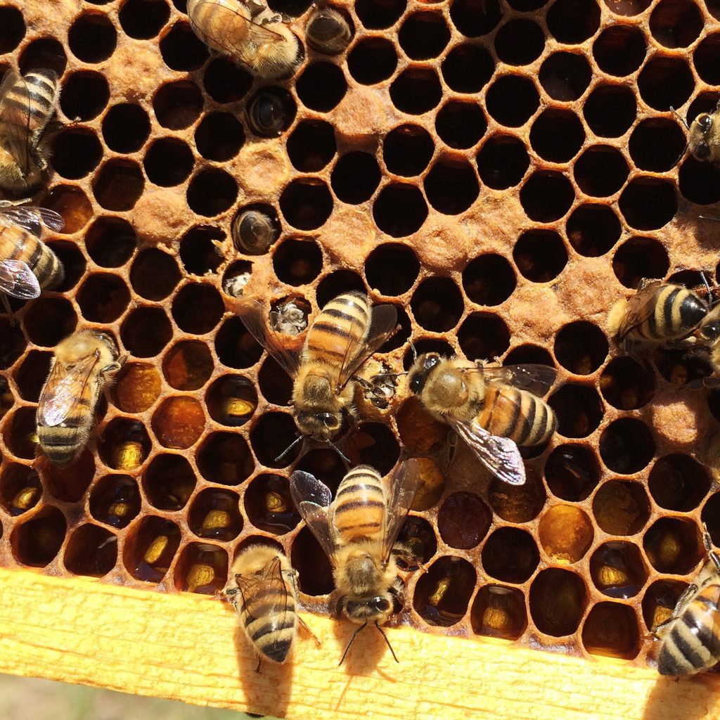 New bees emerging from cells!
