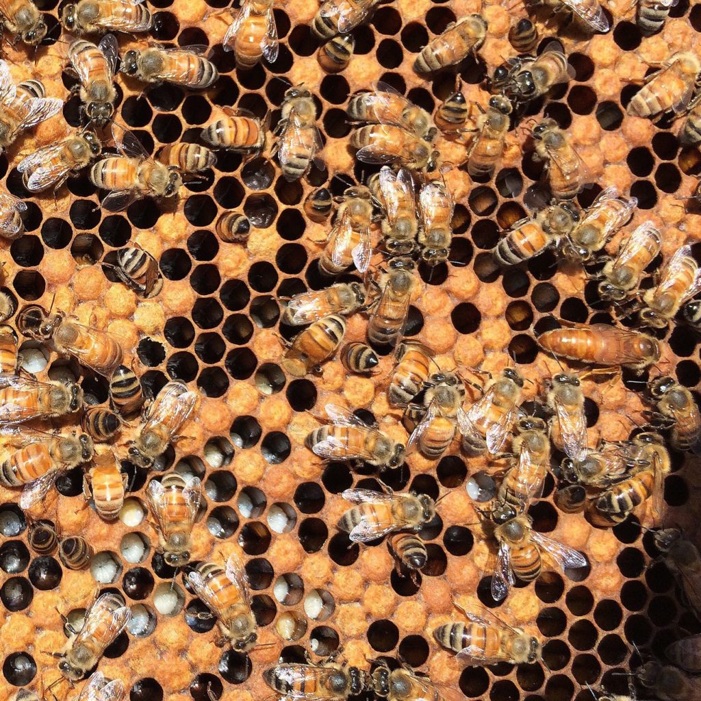 Can you spot the queen?